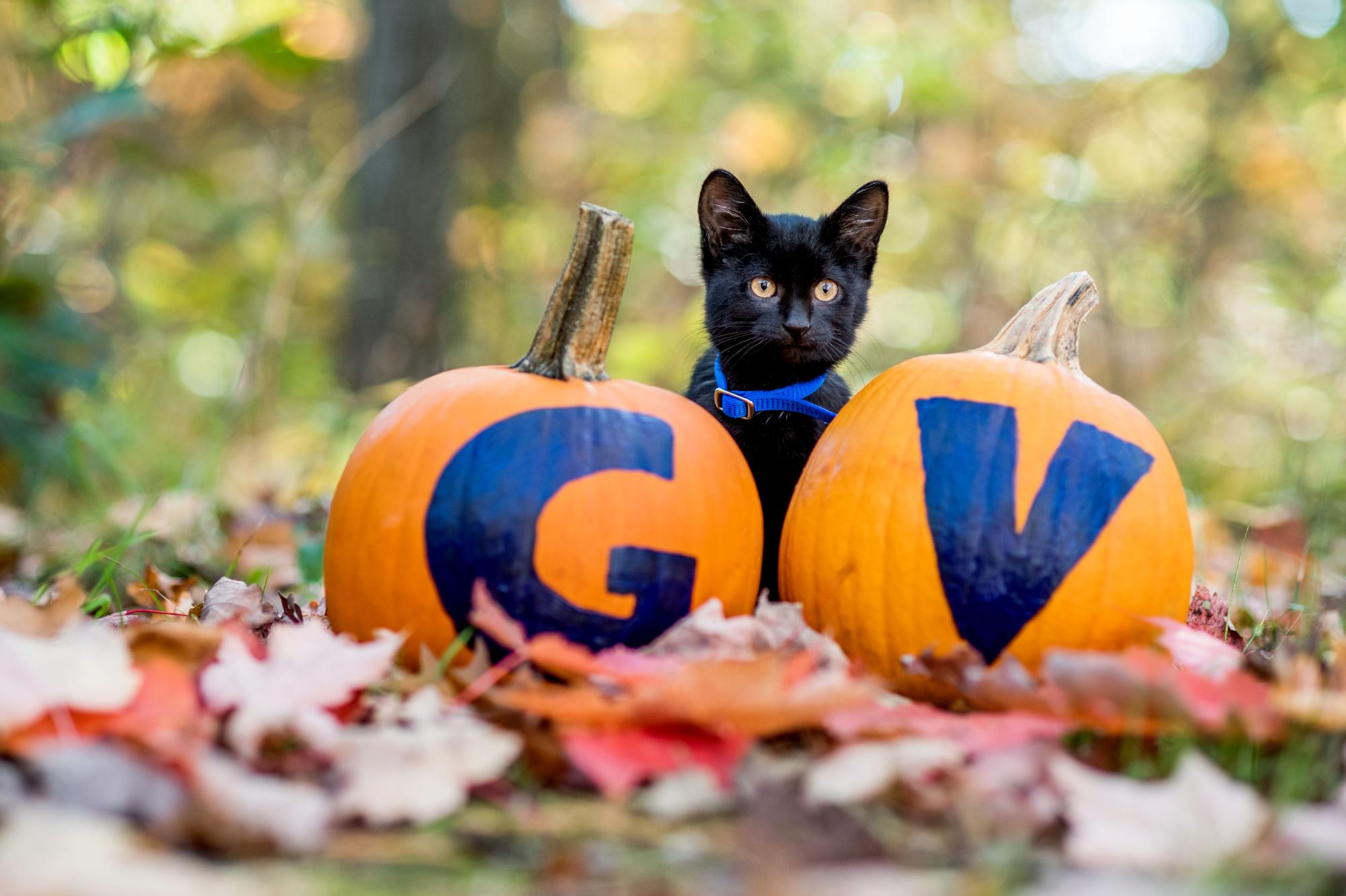 Black kitten behind GV painted pumpkins